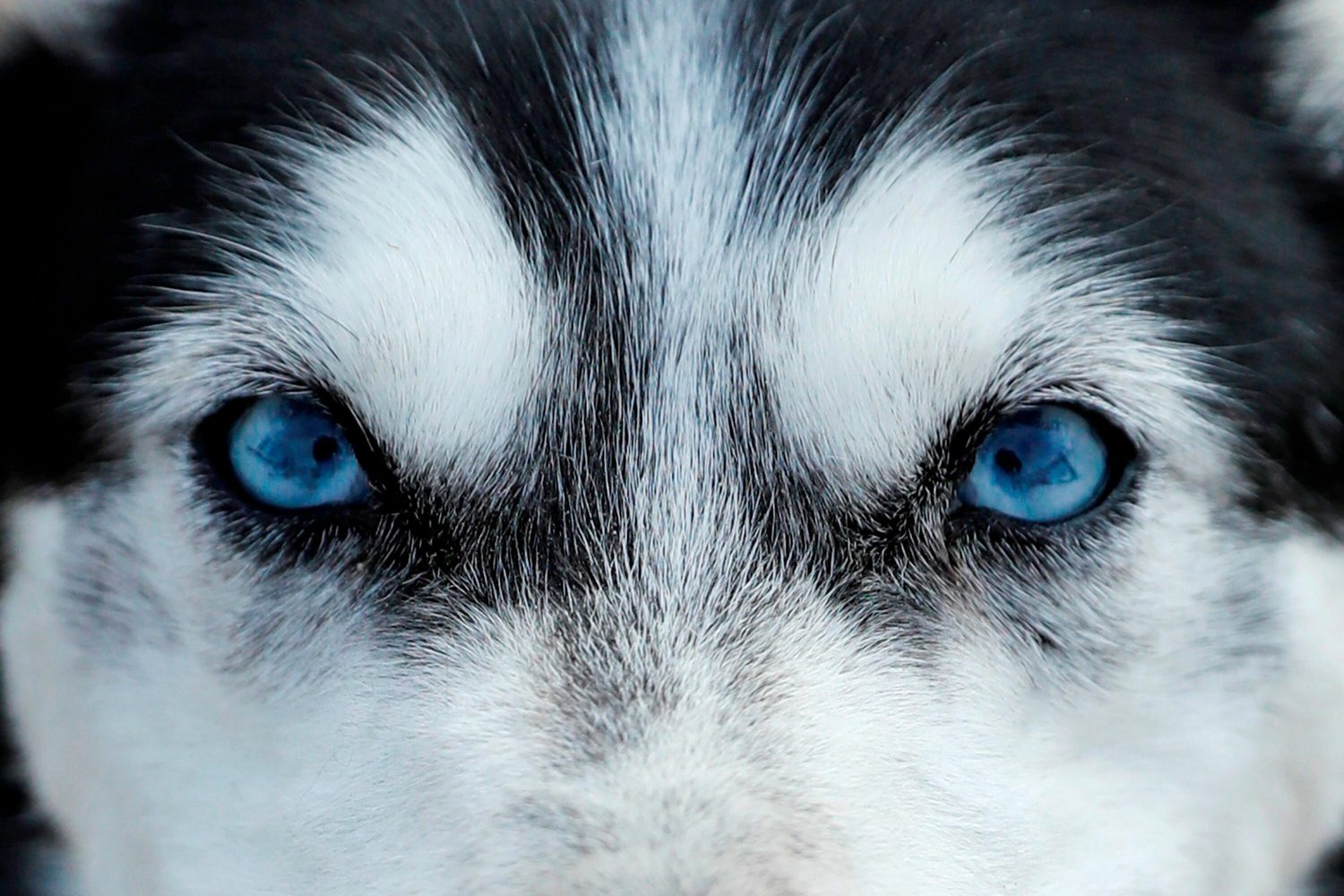 Nahaufnahme eines Huskys mit blauen Augen